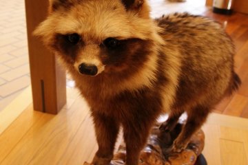 Cute little tanauki (Japanese raccoon)