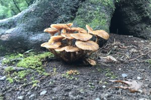 Mushrooms in Meiji Jingu