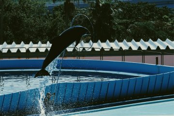 An impressive dolphin show at Adventure World