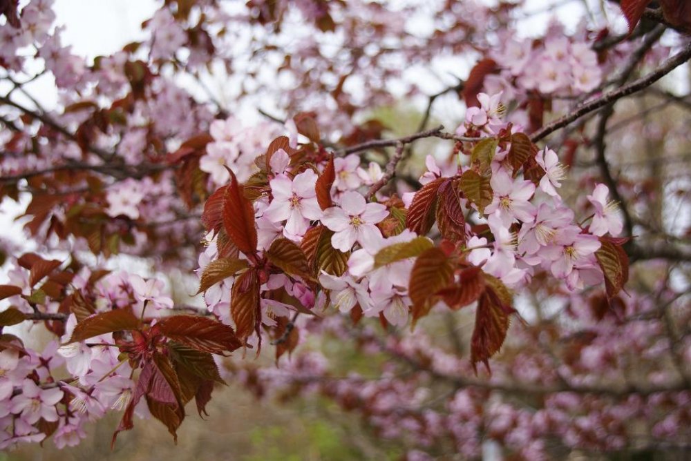 Sakura di Kushiro