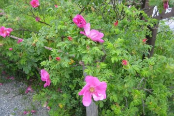 Rosa rugosa (Japanese rose)