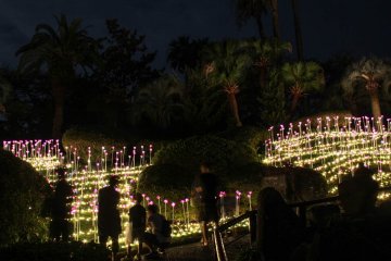 Lotus flowers illumination hill