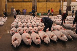 Tsukiji tuna auction about to begin