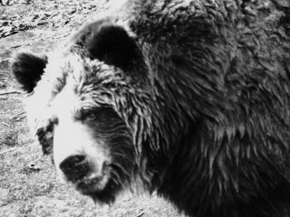 Bears are one of the more intelligent creatures in the world. Capable of reasoning, this one looked at me as if I owed him money...