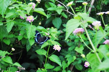 I loved the colour of this butterfly. I had to be careful not to make any noise while trying to take a photograph.