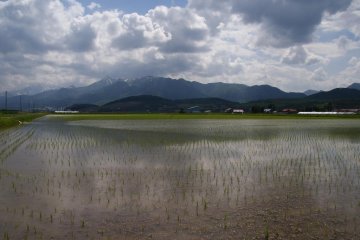 Wet rice cultivation in Hokkaido