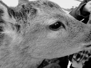 I don't think I've met anyone who didn't like the deer of Nara.