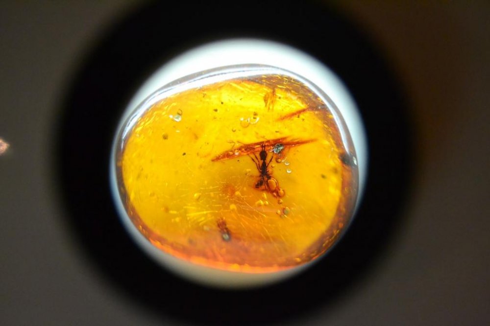See fossilized ants and other insects under the microscope!