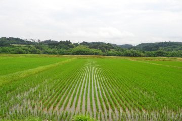 <p>Rice fields along the road to Kumano Shrine Bishamondo.</p>
