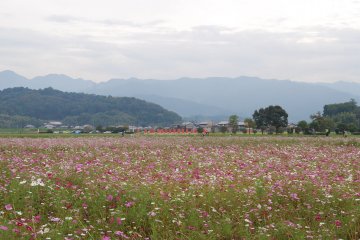 Вокруг одни горы - место для столицы Фудзивары было выбрано согласно принципам Феншуя