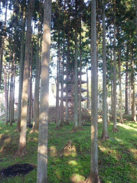 Myosenji camouflaged among the tall cedars that surround it
