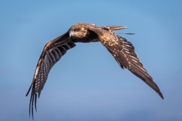 Hawks (Black kites, aka Milvus migrans) patrol the beach