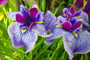 Some of the Hanashobu variety of iris blooming at the Iris Festival
