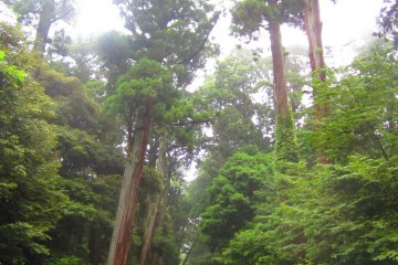 Gigantic trees frame the pathways of Kashima Shrine