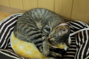 <p>Sleeping cat</p>