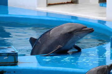 Дельфины ловко выпрыгивают на сушу