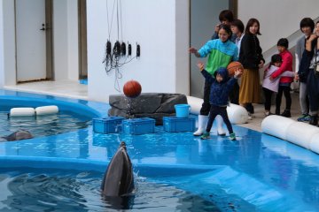 Мальчик играет в мяч с дельфином