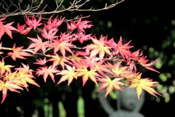 Осенние цвета клёна момидзи
