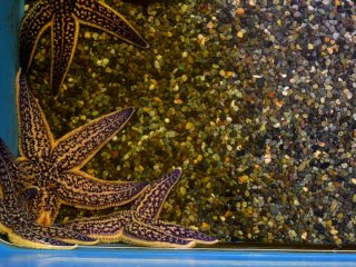 Starfish that bunch together in the corner of the tank