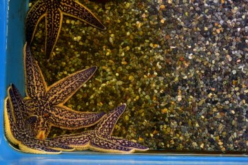 <p>Starfish that bunch together in the corner of the tank</p>