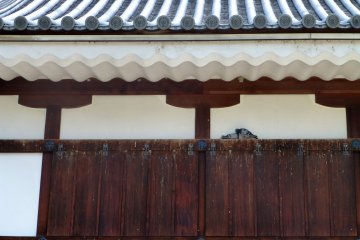 Two pigeons rest in the shade on the ninomaru