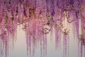 These wisteria flowers are his latest project and measure 2 x 7 metres.