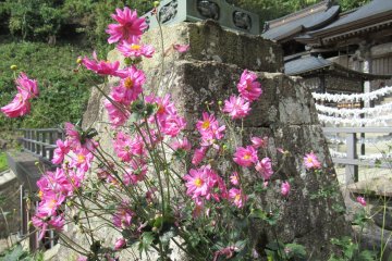 Цветы на Ямадэре