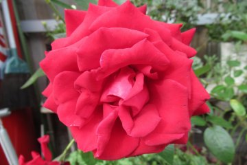Роза в Ямадэре