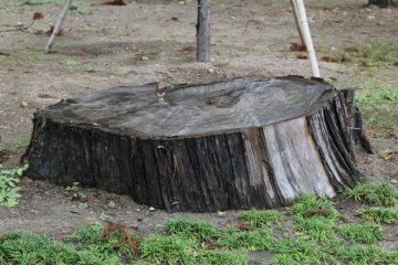 Пень кедра, повреждённого цунами