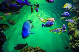 No fish is short of colour in this aquarium