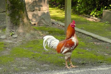 A beautiful rooster walking around the Miyazaki Shrine Forest