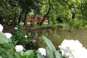 Flowers, a view of the lake and the gateway of the Gosho Inari Shrine