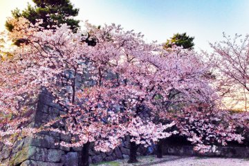 <p>Sakura at Saga Castle (April 2014)</p>