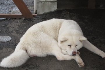 <p>Snow White Akita dog sleeping</p>