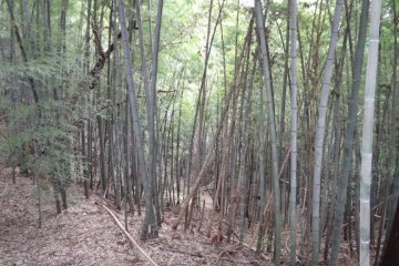 During your hike, you will suddenly come upon a bamboo grove and then a scattering of bamboo grass. This will definitely make you feel “Hey! I’m in Japan!”