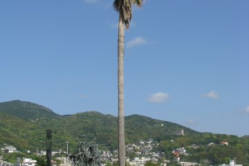 Огромная пальма