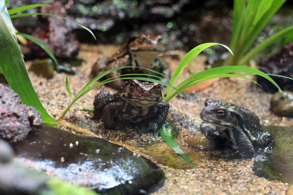 Many toads are housed in the Aquatic Life House.