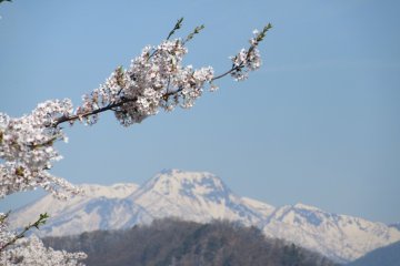 Сакура и горы