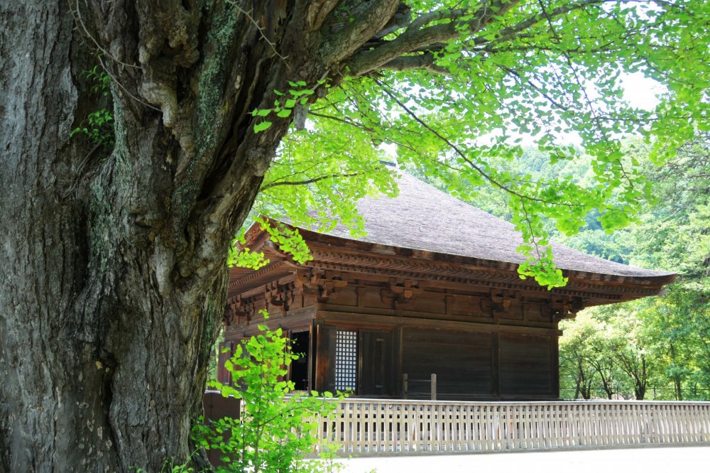 Un arbre très ancien et Shiramizu Amidadō