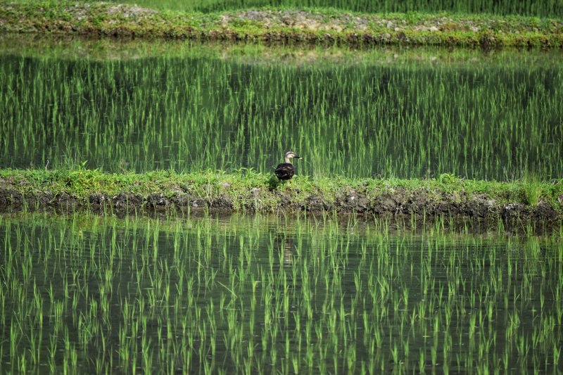 Watch out for ducks swimming in the rice fields!