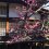 Pohon-pohon Plum Taman Shimizu