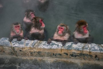 Monkeys relaxing in a hot spring bath in Hakodate