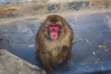 A monkey gazing into the distance at a hot spring bath in Hakodate