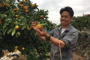 Our guide explains how to pick mandarin oranges