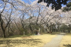 Siang yang santai di bawah pohon-pohon sakura