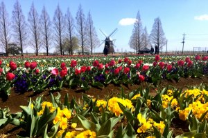 Anda mungkin bingung di manakah Anda berada saat melihat kebun tulip dan kincir angin