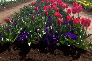 Cánh đồng hoa tulip rộng lớn đằng trước cối xay gió