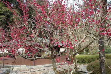 Plum blossoms on Ishiyama-dera grounds