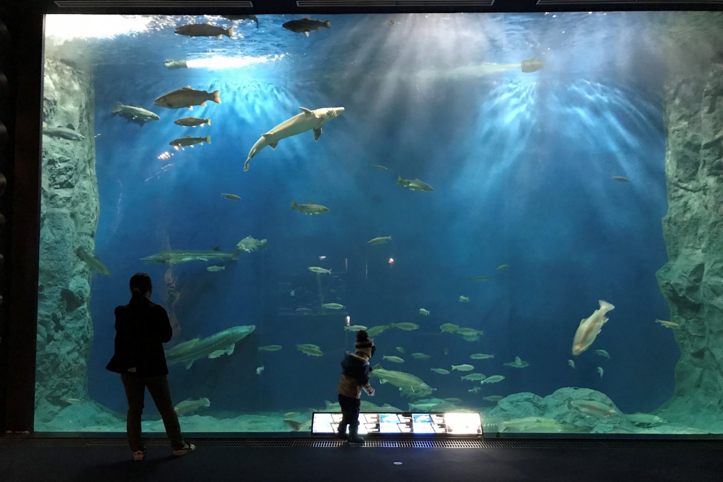 Though smaller than similar aquariums in Osaka and Okinawa, it is a more intimate experience here in Chitose