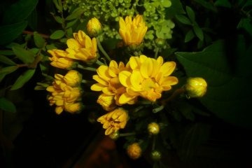<p>ภายในร้านตกแต่งด้วยดอกไม้สีเหลืองเพิ่มความสดใส</p>